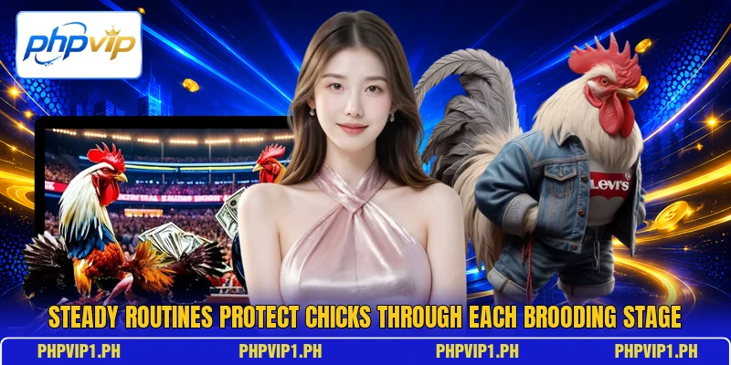 Steady routines protect chicks through each brooding stage Steady routines protect chicks through each brooding stage